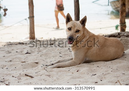 Dog watching the summer vacation on the beach
