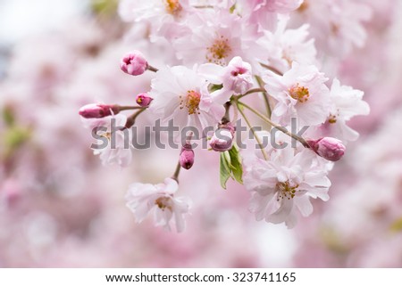 Pink Sakura is Beautiful pink cherry blossom flower at full bloom in Japan