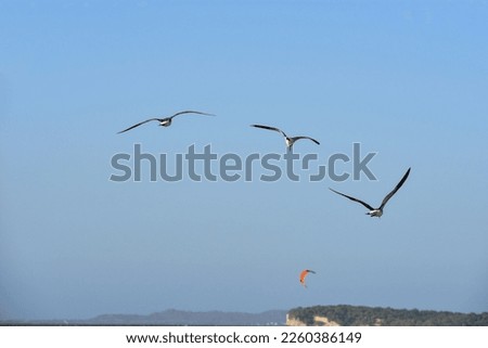 Similar – Foto Bild Möwen über dem Meer Vögel