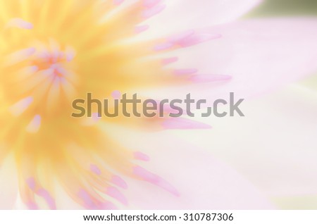 stock photo blurred beautiful pastel big size close up lotus flower colorful with pink purple yellow green and orange shade use for background