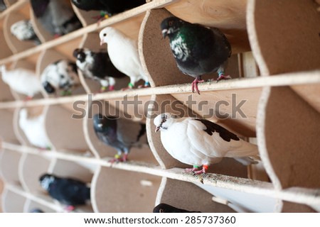 Similar – Image, Stock Photo dovecote Dovecote pigeons