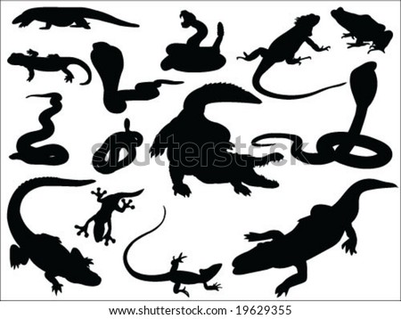 Reptile Vector Collection - 19629355 : Shutterstock