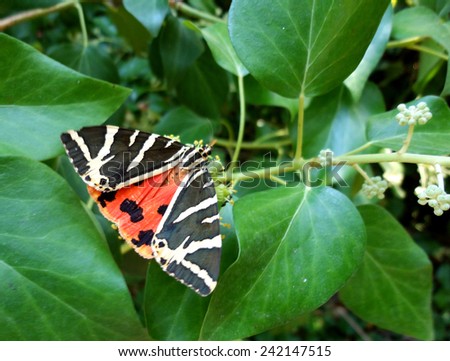 Black-yellow-red Butterfly on a leaf