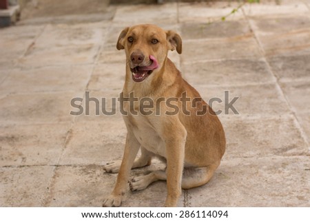 View of a brown dog licking it\'s mouth in the summer house\'s backyard