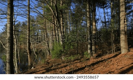 Similar – Image, Stock Photo Some sunlight falls into an archway and illuminates the headscarf and robe of a statue of the Holy Mary Mother of God in front of a pale blue sky and shadowy branches in the background