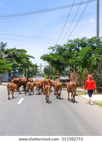 Binh Thuan province, Vietnam - August 31, 2015: Girl dressed in red on the road Cows herded to cowshed. This cow Herd in Vietnam is a great asset of Farmers