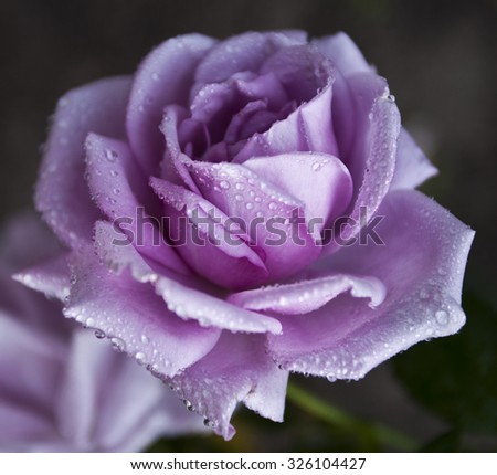 Purple Rose in the dew at night