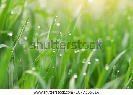 Macro Raindrop