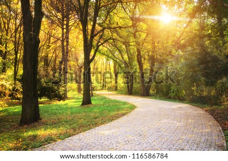 Road in autumn park. Nature composition.