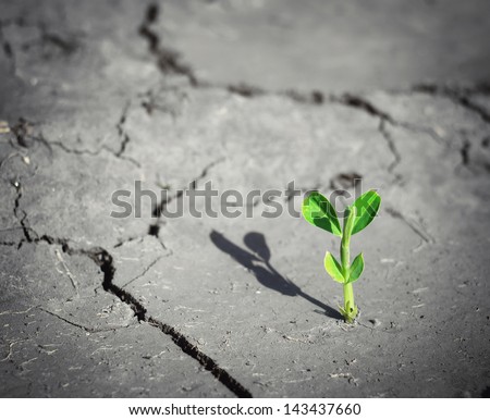 Small sprout on death land. Conceptual scene.
