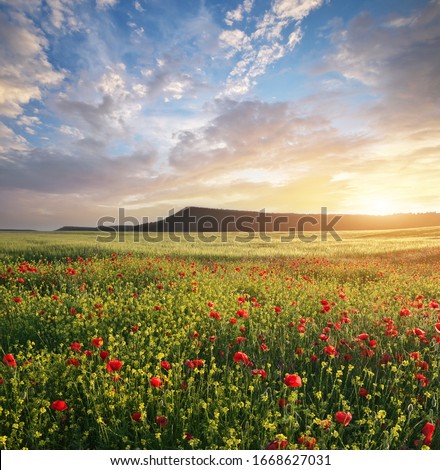Spring flowers in meadow at sunset. Poppy and rapeseed field. Beautiful landscapes. Stock foto © 