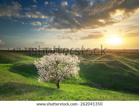 Spring tree in mountain meadow. Nature composition.