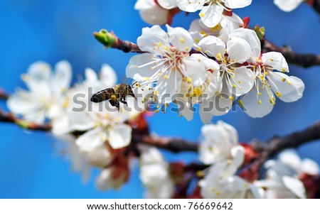 Bee and white flower.