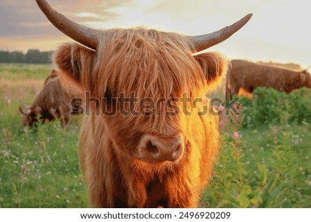 Image, Stock Photo Highland cattle on a meadow.