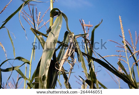 Hail damage of corn