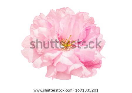 Sakura pink flower cherry blossom isolated on white background. Shallow depth. Soft pastel toned. Floral springtime. Copy space.