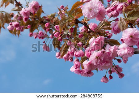 Spring time. Sakura Flower Cherry Blossom. Greeting card