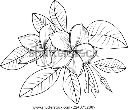 Plumeria Drawing | Free download on ClipArtMag