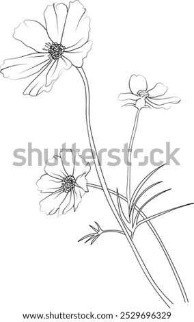 Silhouette of cosmos flower coloring pages, peatal leaves of branch vector illustration, cosmos flower free printable silhouette design line art isolated on white backgrounds