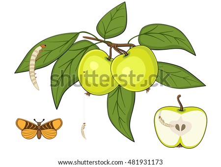 Insect pests on apple. Vector illustration.