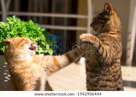 Similar – Image, Stock Photo Aggressive cat playing with a feather toy