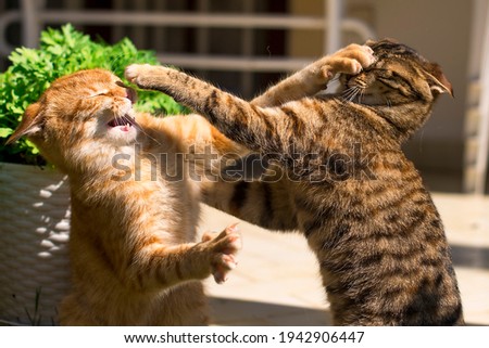 Horizontal photo of two young ginger and brown cats fighting in the garden on the grass in summer. Foto stock © 