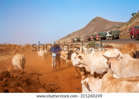 Marsabit, Kenya - March 1, 2015: Cows and the man on bicycle cycling on Marsabit Moyale road in Kenya.