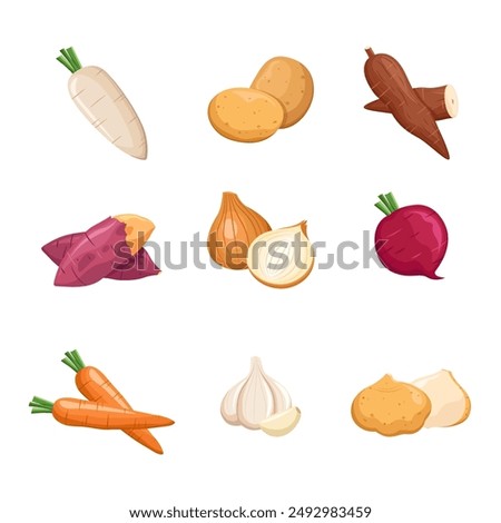 Root vegetables set. Turnip, radish, sweet potato, potato, jicama, garlic, onion, carrot, and cassava.