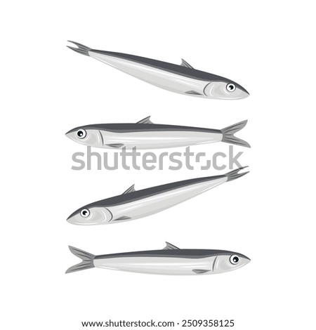 Fresh anchovies vector. Korean Namhae anchovy.