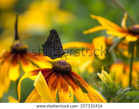 Small tortoiseshell butterfly pollinating a flower of the yellow cone-flower