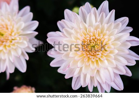 white mum flower