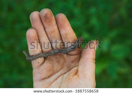 Similar – Foto Bild Regenwurm in Kinderhand