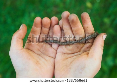 Similar – Foto Bild Regenwurm in Kinderhand