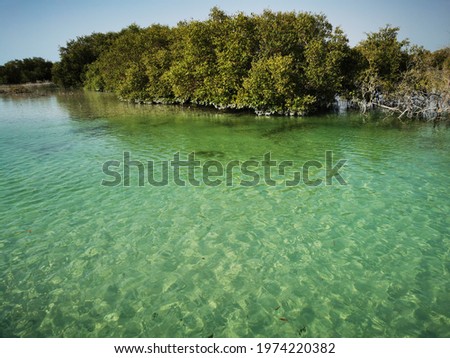 Spectacular view of the water in al jubail mangrove park in Abudhabi, Uae