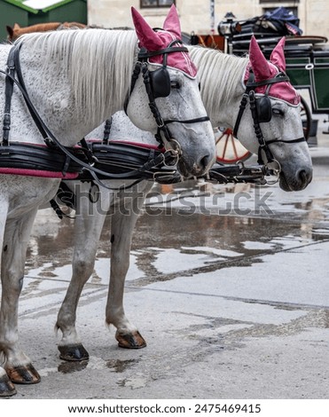 Similar – Image, Stock Photo White horse waiting on the stable