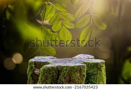 Similar – Image, Stock Photo Backlight shot at the old Rhine