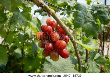 Similar – Image, Stock Photo Crop person with grapes in studio