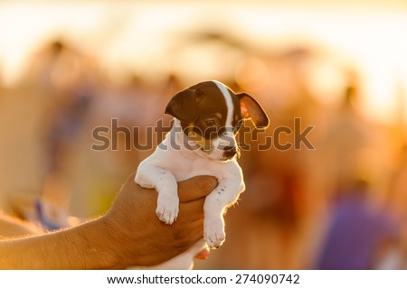 Puppy being held up in beautiful sunset light