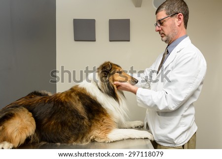 Vet examining dog