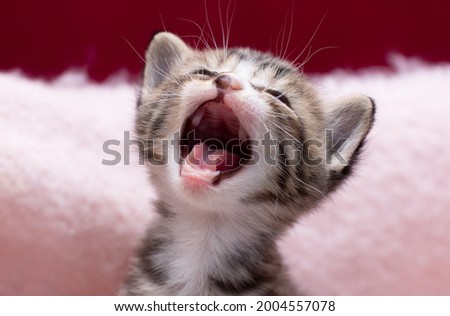 Similar – Image, Stock Photo sweet tooth Cat kitten