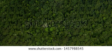 Aerial top view forest tree, Rainforest ecosystem and healthy environment concept and background, Texture of green tree forest view from above, copy space for web banner. 