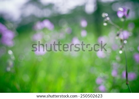 Blurred Sweet purple flowers in pine tree forest in the mist at Phu Soi Dao national park Uttaradit province Thailand