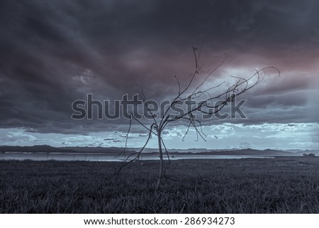 Lonely tree. Art nature
