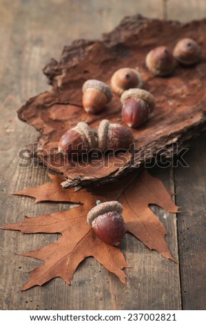 Acorns on tree bark and oak leave.