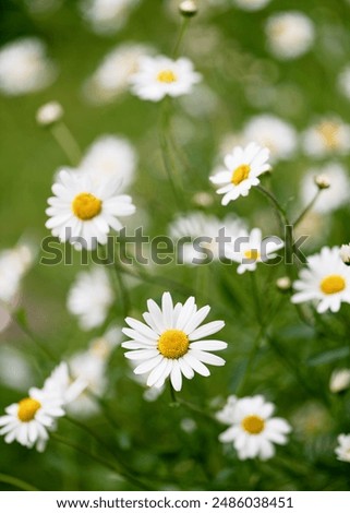 Similar – Image, Stock Photo Marguerite in wind and sun