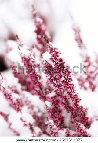 Similar – Foto Bild Pink heather Umwelt Natur