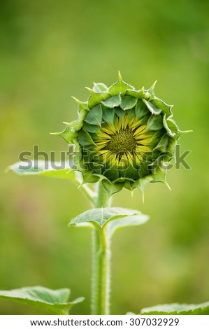 Young flower of sunflower plant under the sun.