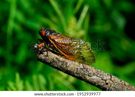 A 17-year cicada. They live underground in their nymph stage and emerge only after 17 years. They are pretty with their transparent wings, orange highlights and their very large, orange compound eyes.