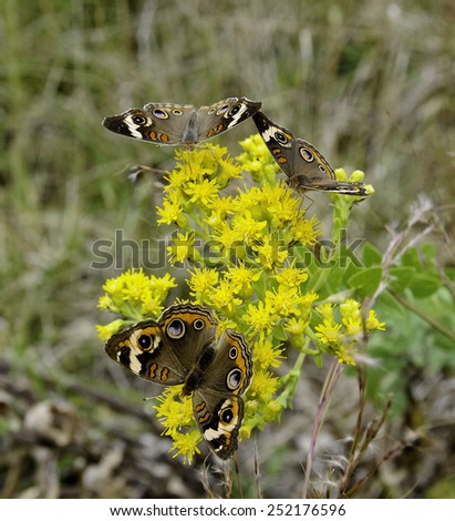 Several Common Buckeye Butterflies feeding on yellow flowers.