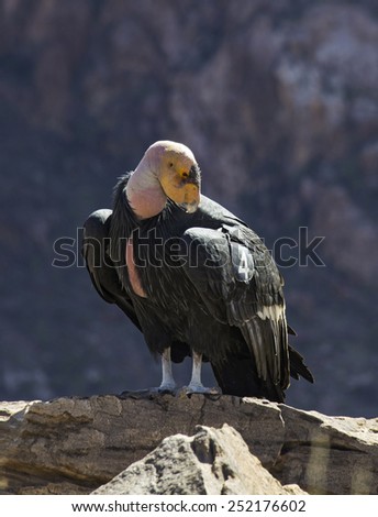 Spectacular California Condor.  This is Number 4 who was born in the year 2000 and was 14 in 2014.  This is a male named Amigo.  They became extinct in the wild in 1987 but have been reintroduced.